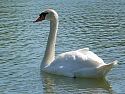 Ein Schwan